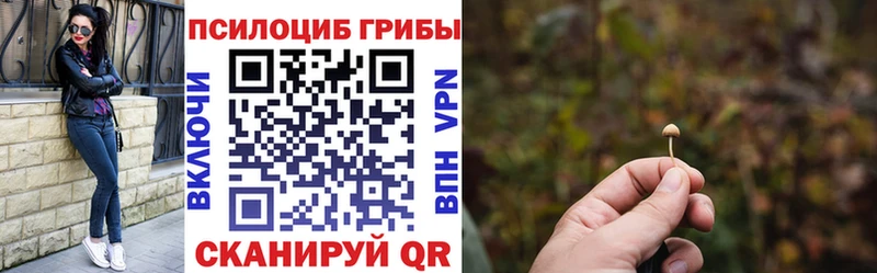 ссылка на мегу онион  Циолковский  Псилоцибиновые грибы Psilocybe 